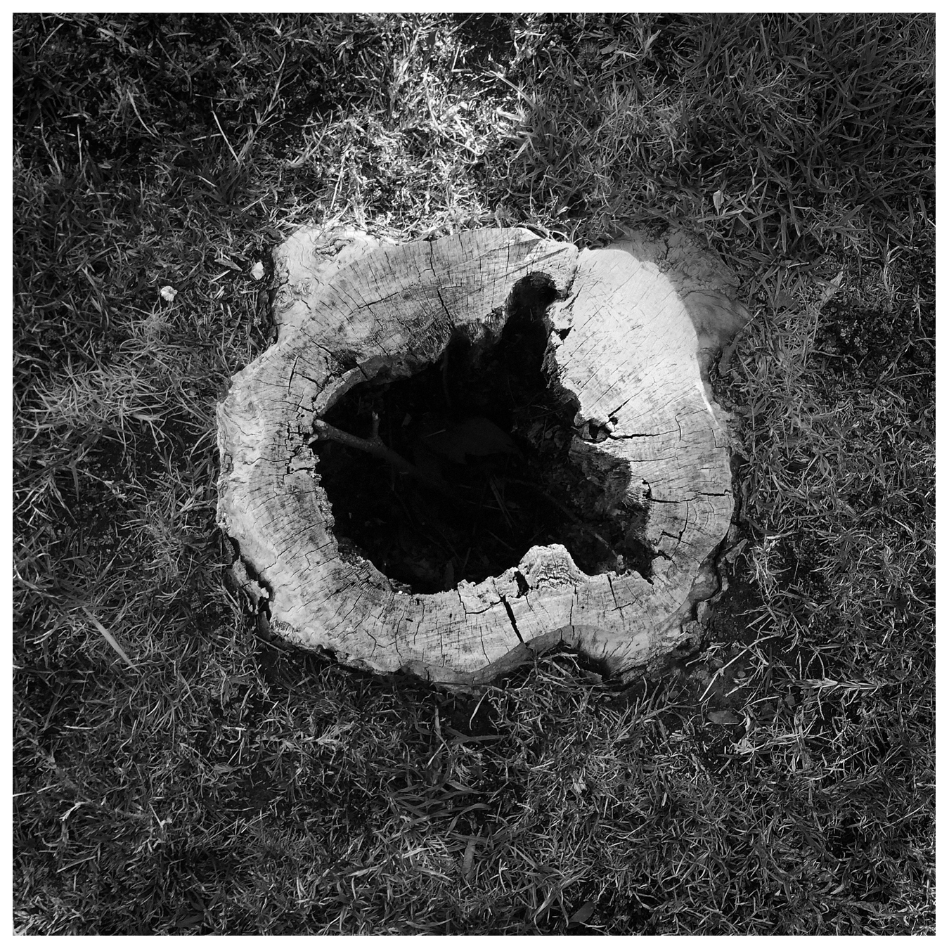 john sisley tree stump hole